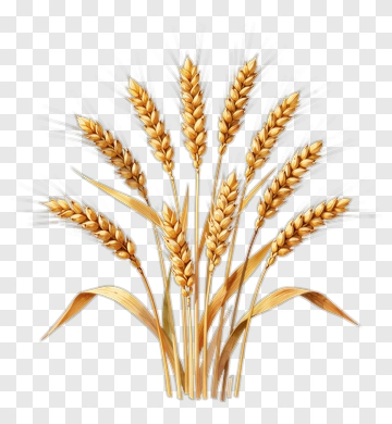 Golden Wheat Stalks PNG