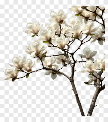 White Magnolia Flower Branch PNG