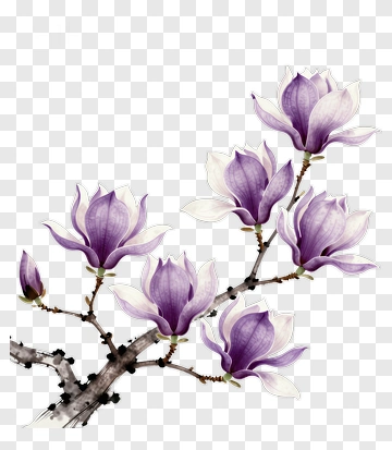 Purple Magnolia Flower Branch PNG