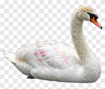 White Swan With Pink Feathers PNG