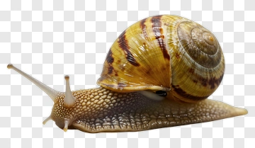 Close-Up Of A Snail With A Spiral Shell PNG