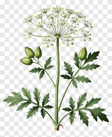 Detailed Illustration Of A Flowering Plant PNG