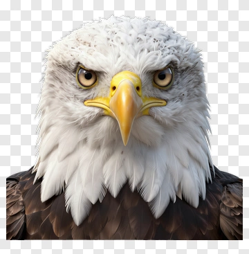 Realistic Bald Eagle Portrait PNG