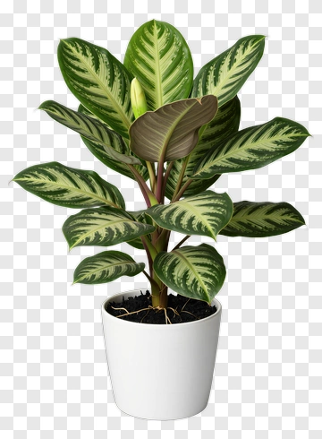 Zebra Plant In A White Pot PNG