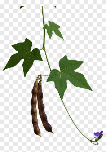 Vine With Green Leaves And Brown Pods PNG