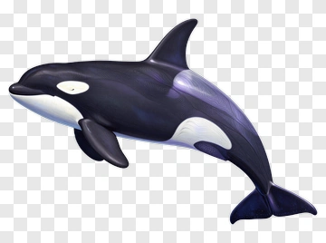 3D Orca Swimming PNG