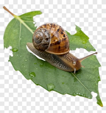 Snail Crawling On A Leaf PNG