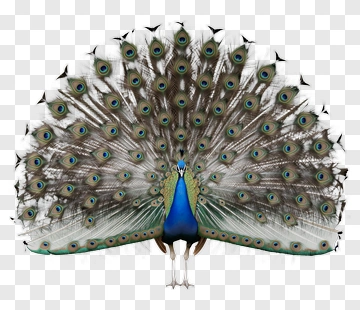 Colorful Peacock Displaying Its Feathers PNG
