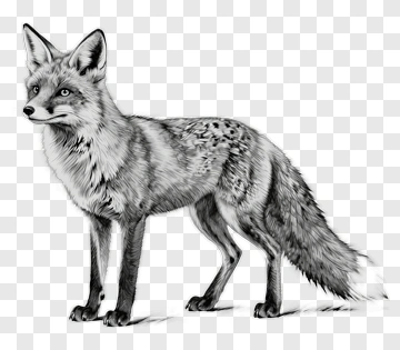 Realistic Fox Standing In Profile PNG