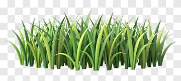 Realistic Grass PNG