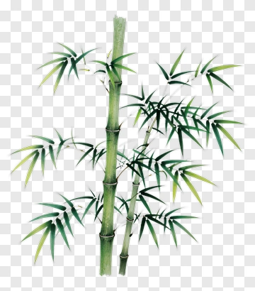 Bamboo Plant PNG