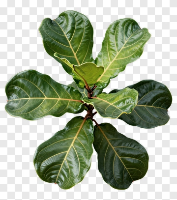 Fiddle Leaf Fig Plant PNG