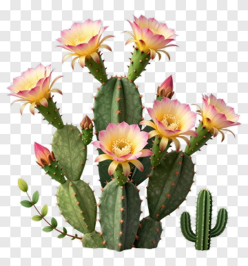 Cactus With Pink Flowers PNG
