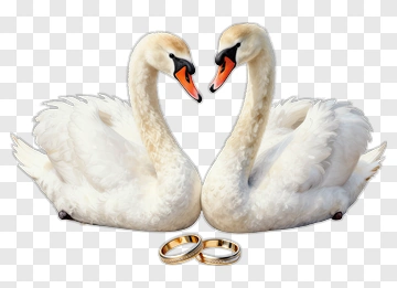 Swans With Wedding Rings PNG
