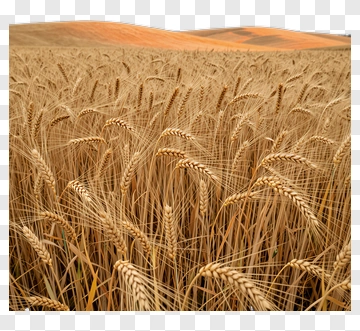 Golden Wheat Field Under A Clear Sky PNG