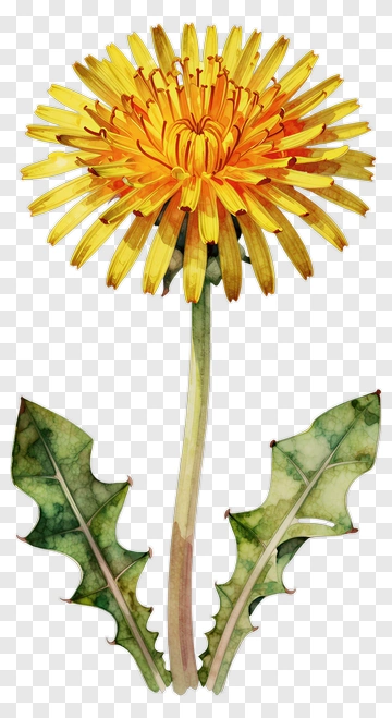 Watercolor Dandelion Flower PNG