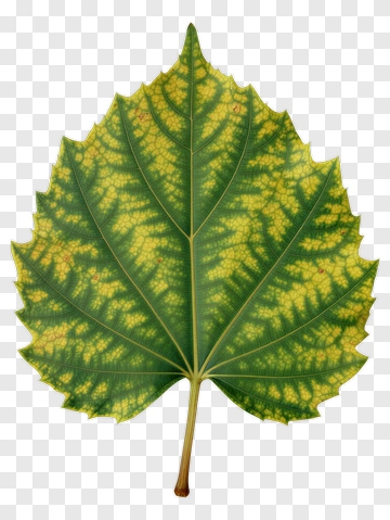 Green Leaf With Yellow Veins PNG