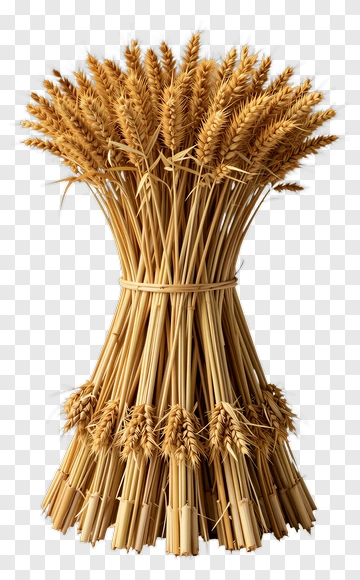 Bundle Of Wheat Stalks PNG