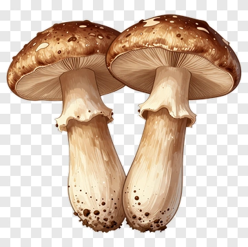 Brown Mushrooms PNG