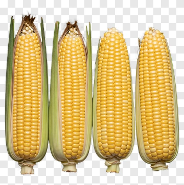 Fresh Corn On The Cob PNG