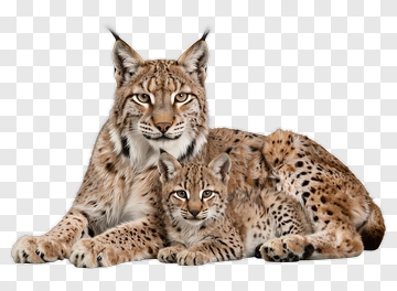 Lynx Mother And Kitten PNG