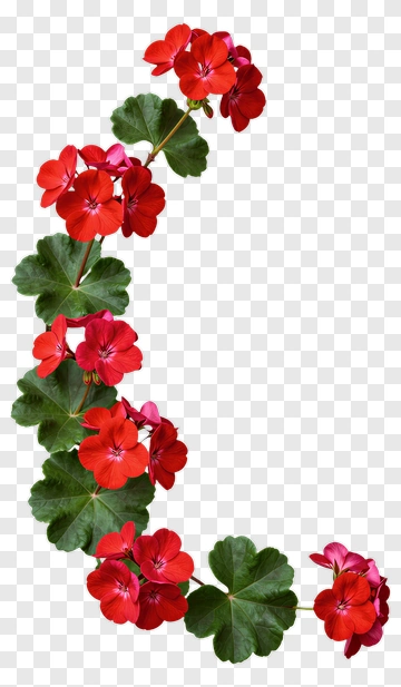 Colorful Geranium Flower Arrangement PNG