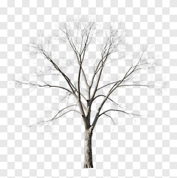 Bare Tree PNG