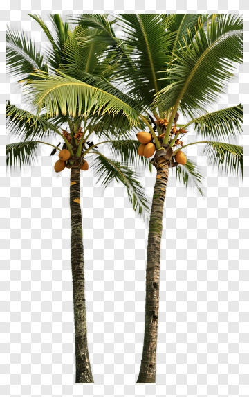 Coconut Palm Trees With Fruits PNG