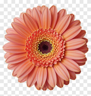 Colorful Flower PNG