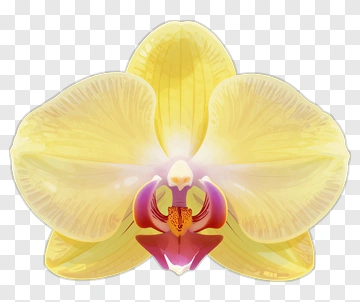 Yellow Orchid Flower PNG