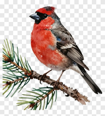 Colorful Bullfinch Perched On A Pine Branch PNG