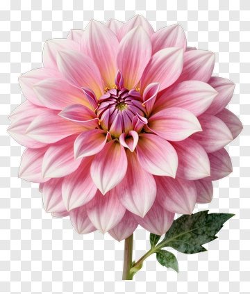 Pink Dahlia Flower PNG