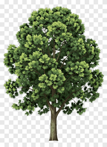 Green Tree PNG