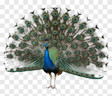 Peacock Displaying Its Feathers PNG