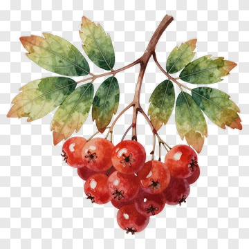 Watercolor Red Berries With Green Leaves PNG