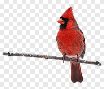 Red Cardinal Bird Perched On A Branch PNG