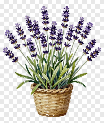 Lavender Plant In Woven Basket PNG