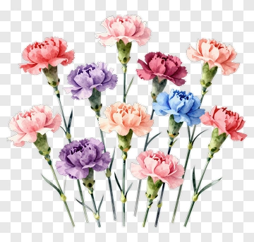 Colorful Carnation Bouquet PNG