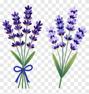 Lavender Bouquet PNG