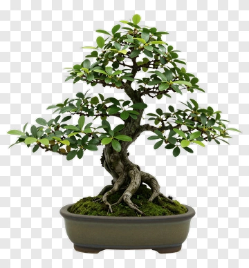 Bonsai Tree In A Pot PNG