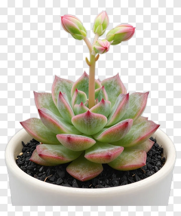 Succulent Plant In A White Pot PNG