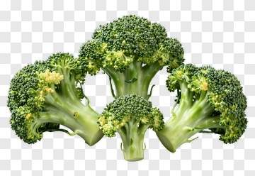 Fresh Broccoli Bunch PNG