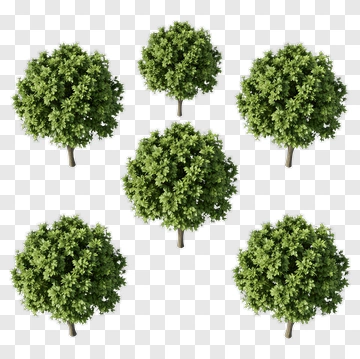 Group Of Green Trees PNG