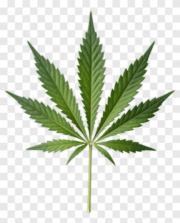 Green Cannabis Leaf PNG