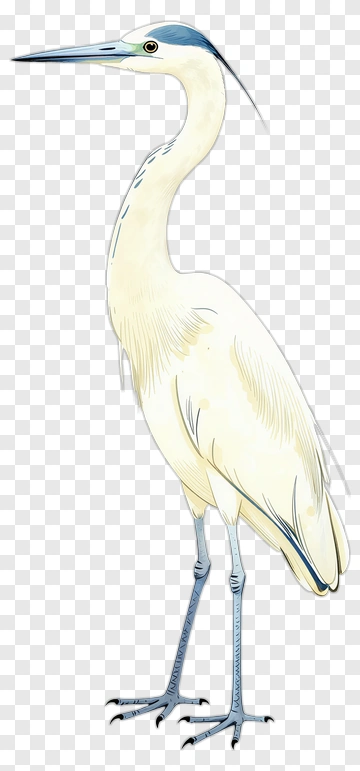 Illustration Of A White Heron PNG