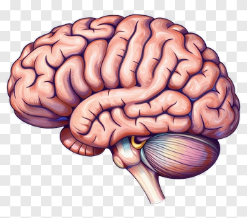 Illustration Of A Brain PNG