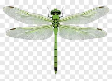 Green Dragonfly With Transparent Wings PNG
