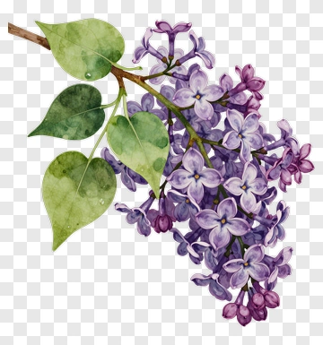 Watercolor Lilac Branch With Green Leaves PNG
