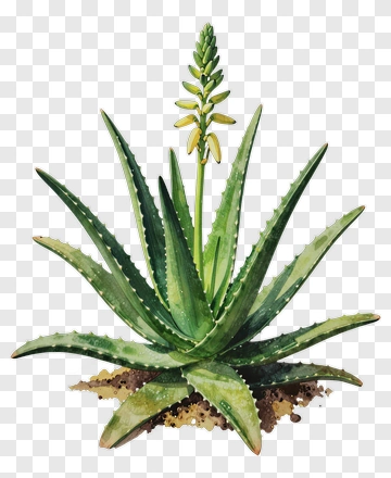 Aloe Vera Plant With Yellow Flower PNG