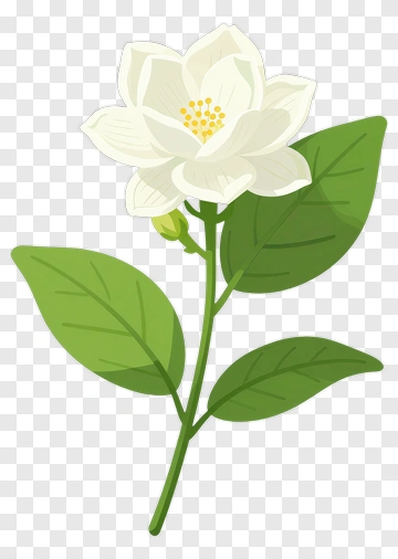White Flower With Green Leaves PNG